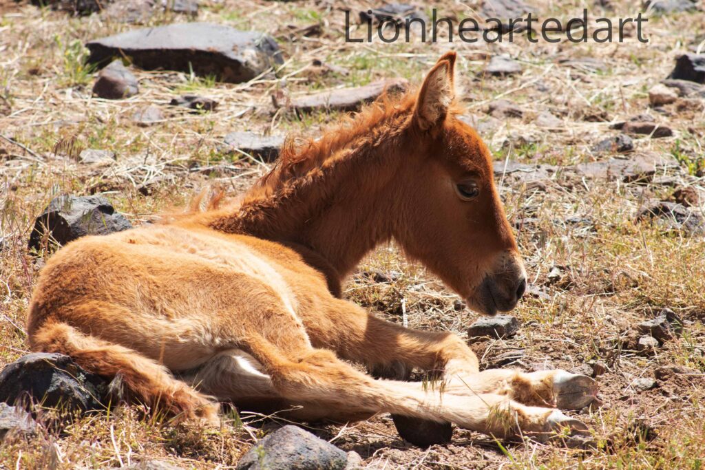 baby horse resting