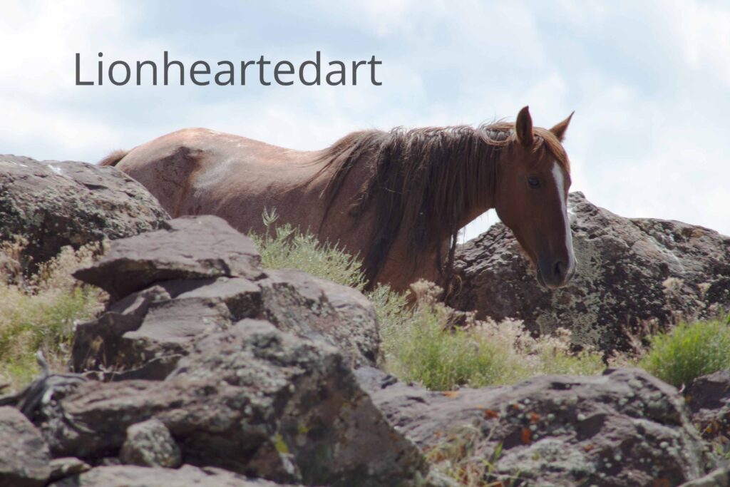 horse on the mountain