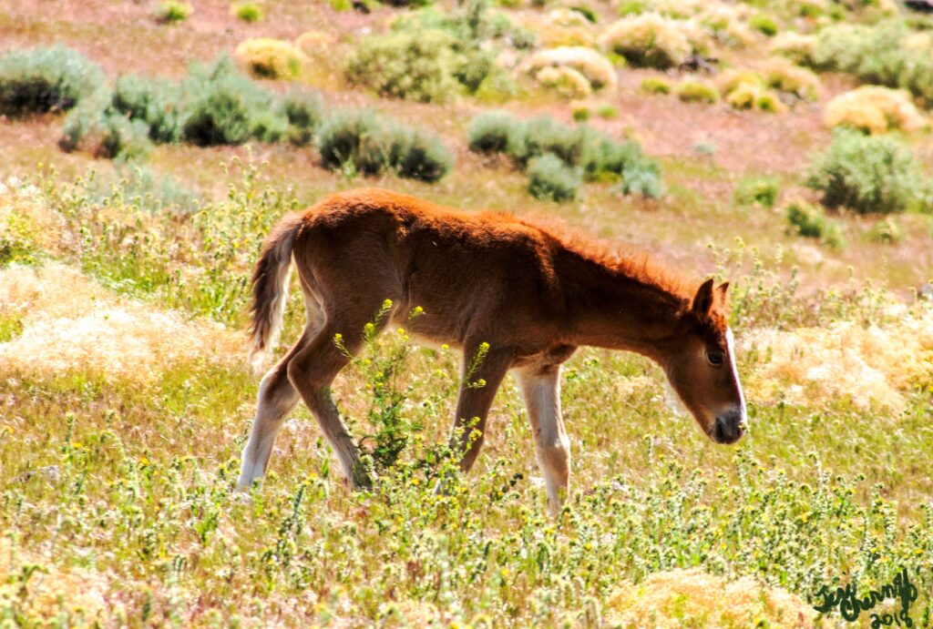 baby colt