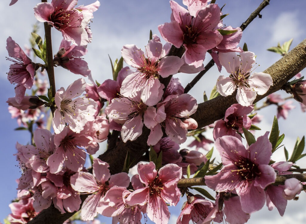 Blooming Tree