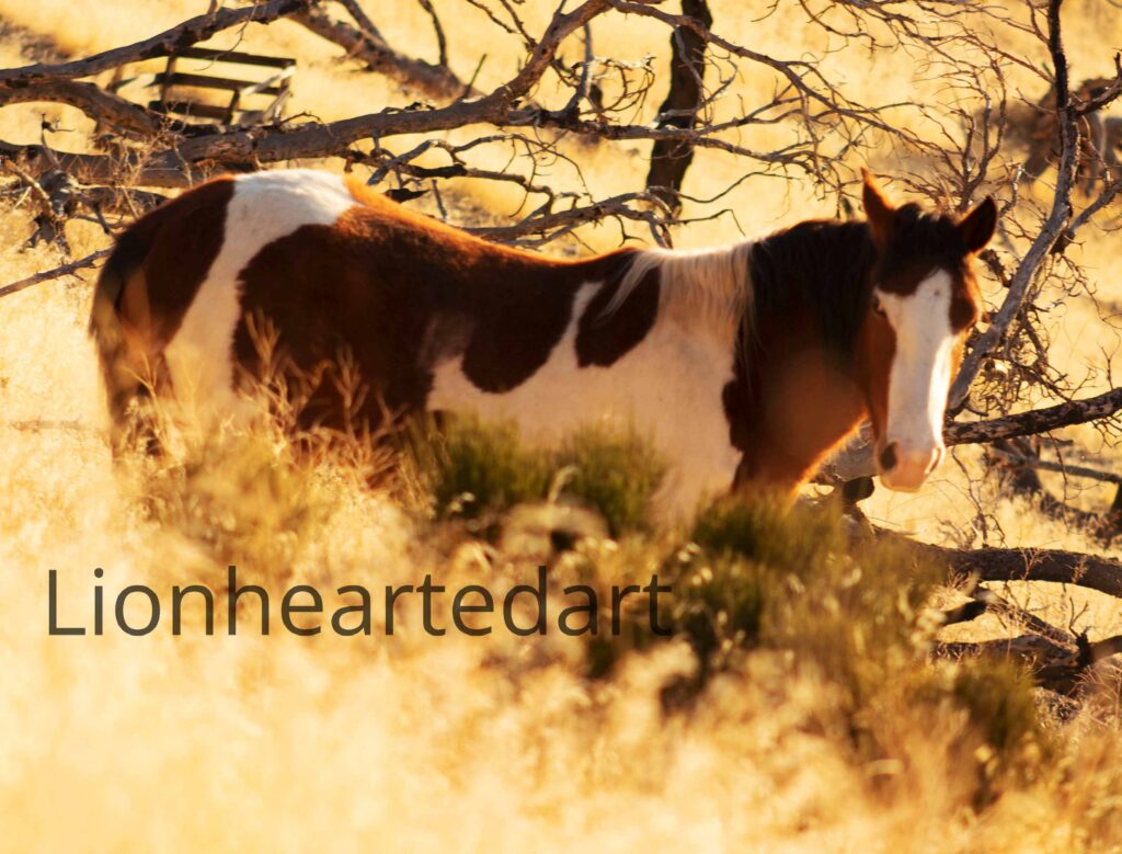 horse