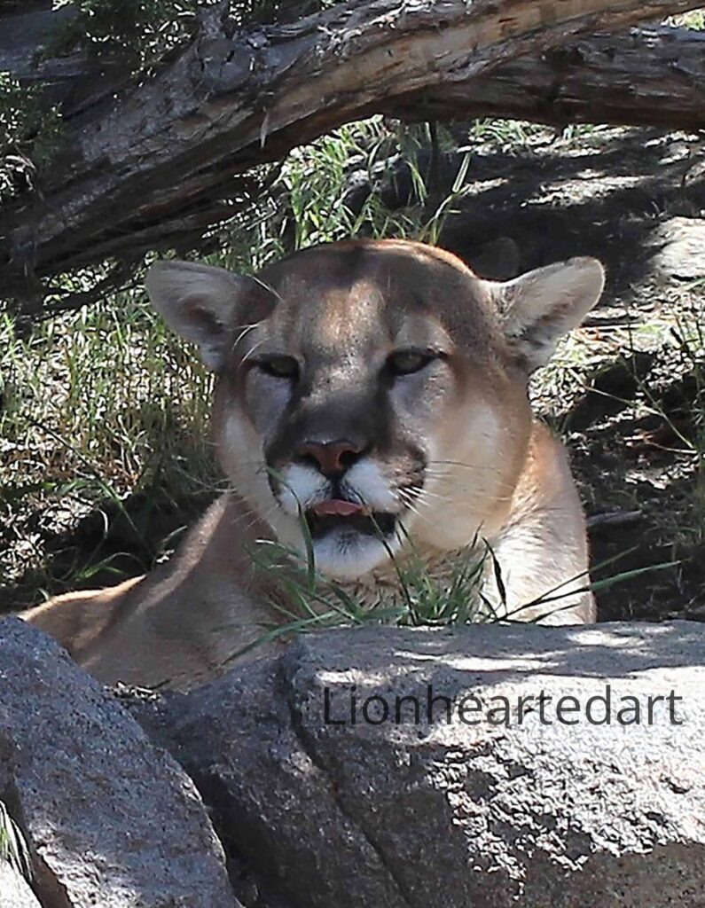 cougar