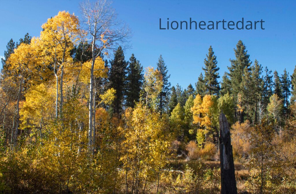 Fall in the Woods