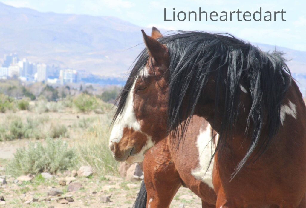 horse