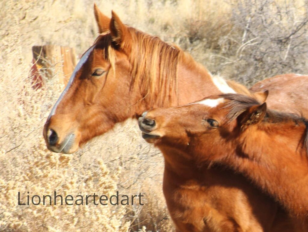 horses