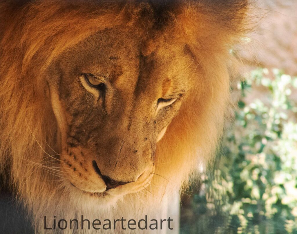 Lion