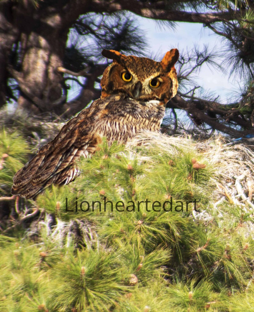 Nesting Owl