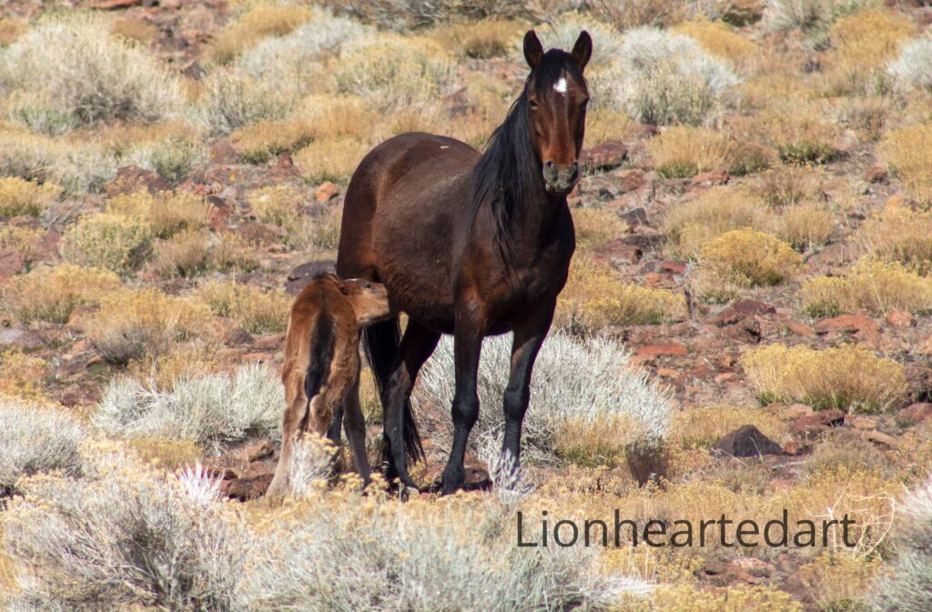 mother and child horses