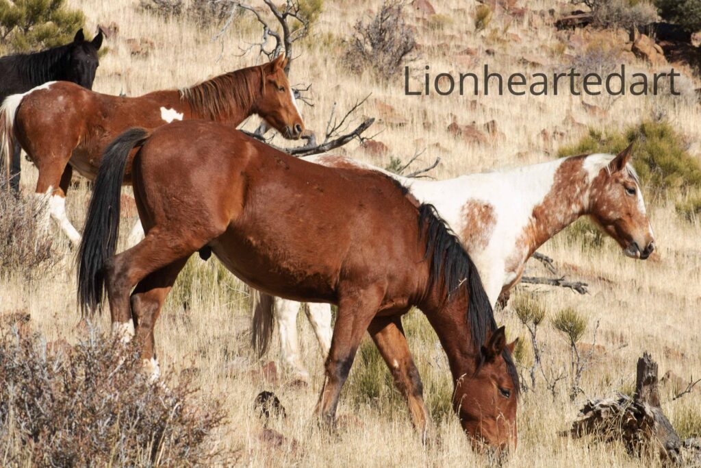 horses on the side of the mountain