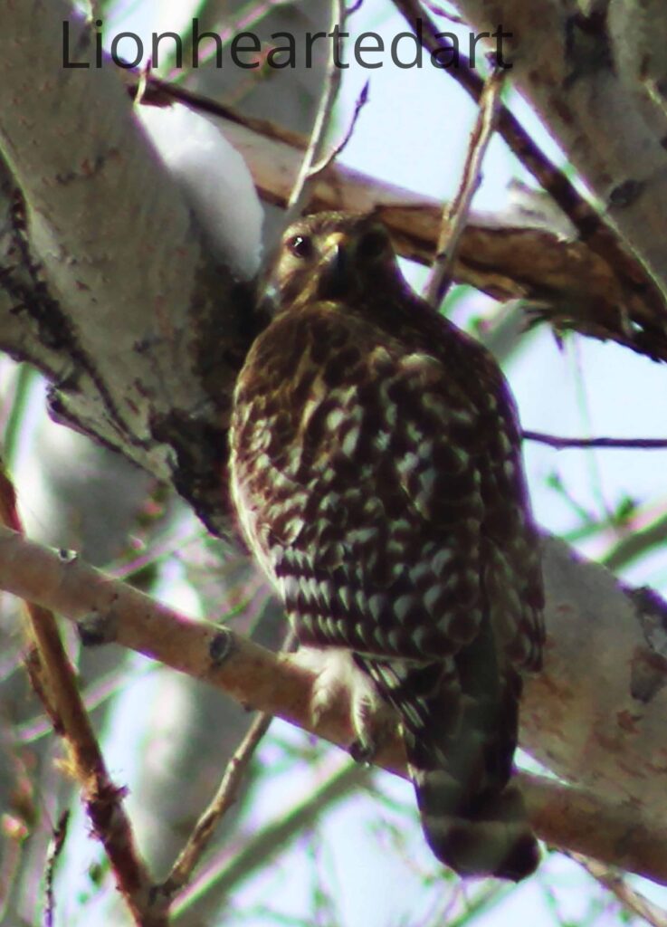 hawk