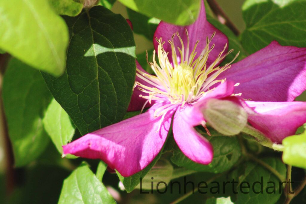 Purple Bloom