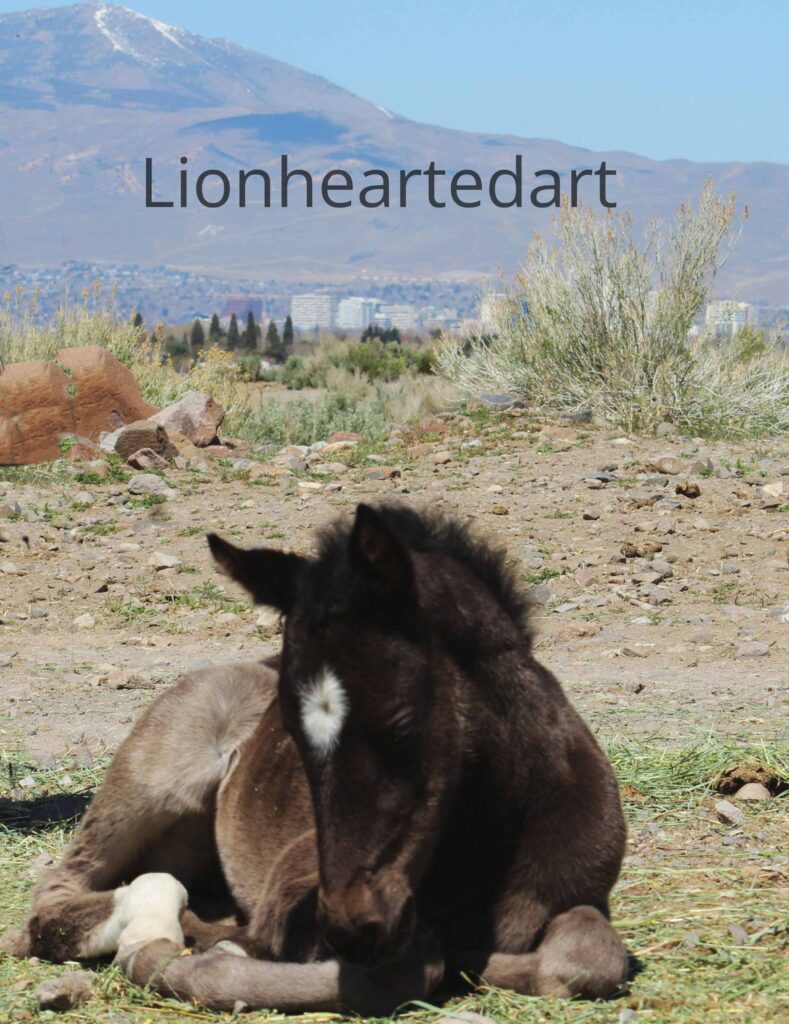 Horse resting