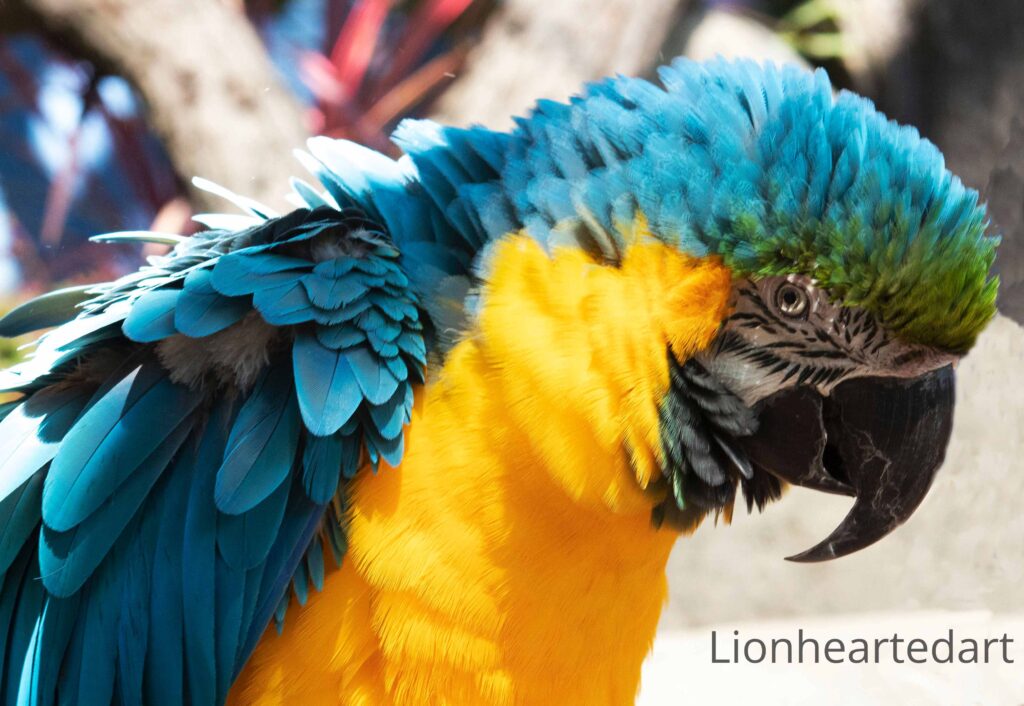 Ruffled Parrot