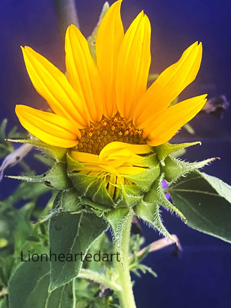 sunflower