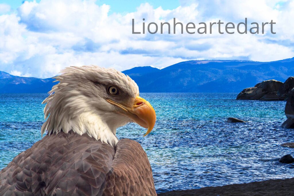 Eagle at Tahoe