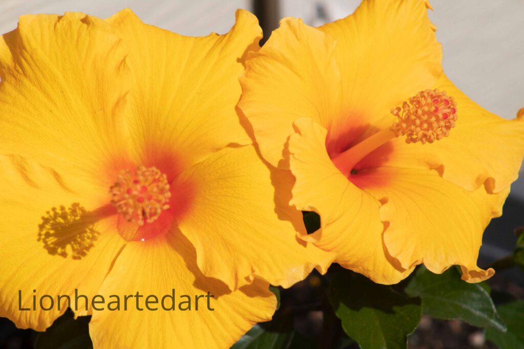 Two Flowers