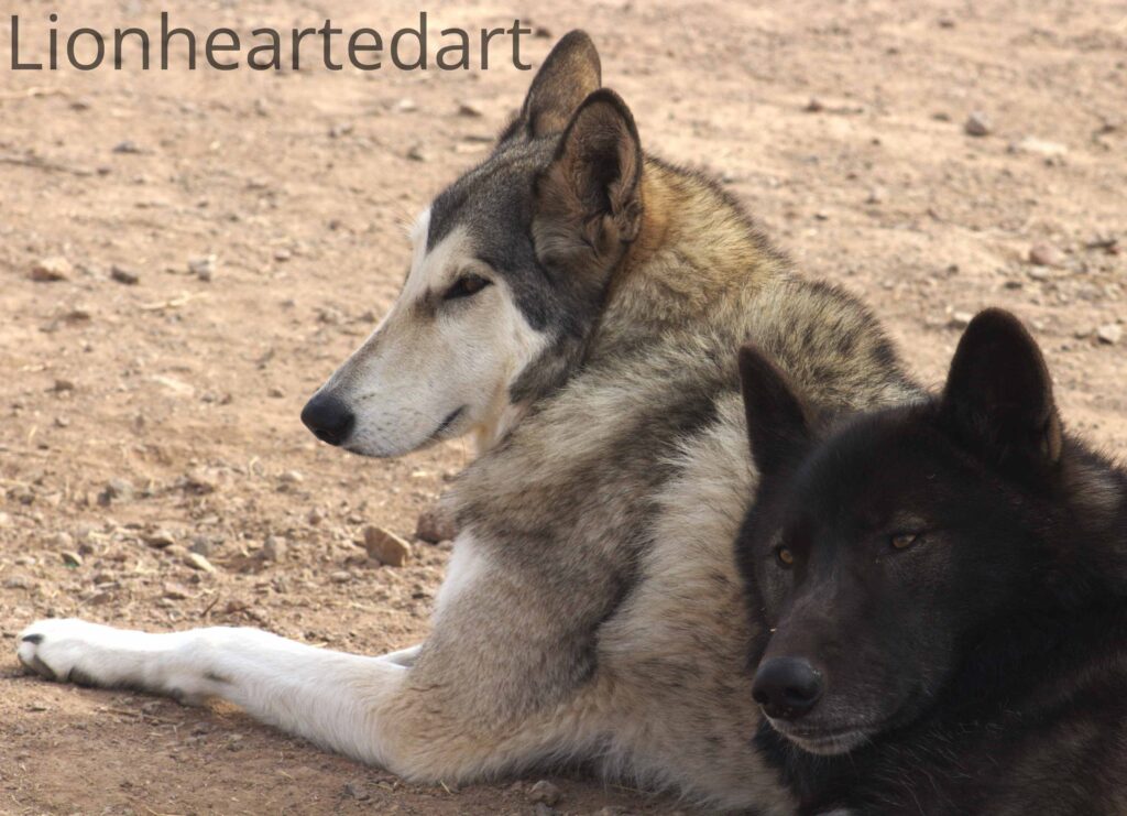 two wolfs