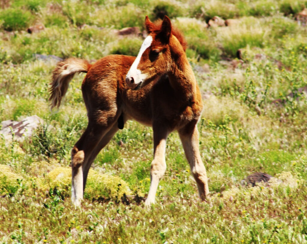 baby horse
