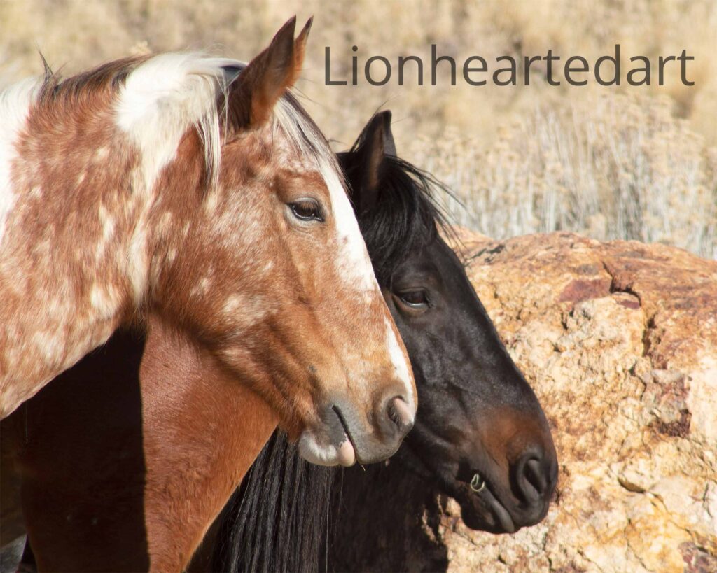 horses