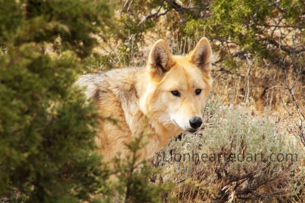 wolf